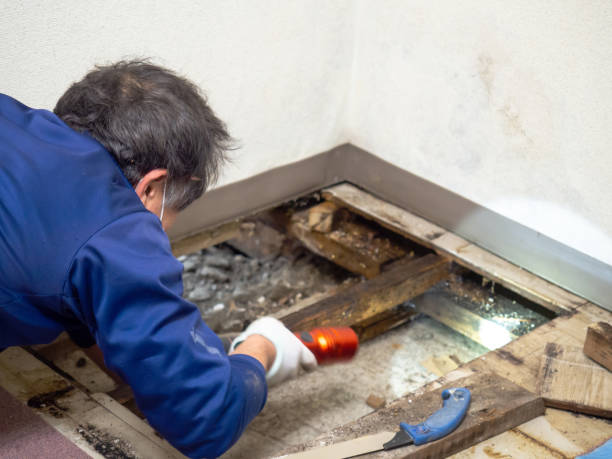 Best Post-Flood Mold Remediation in Desert Aire, WA