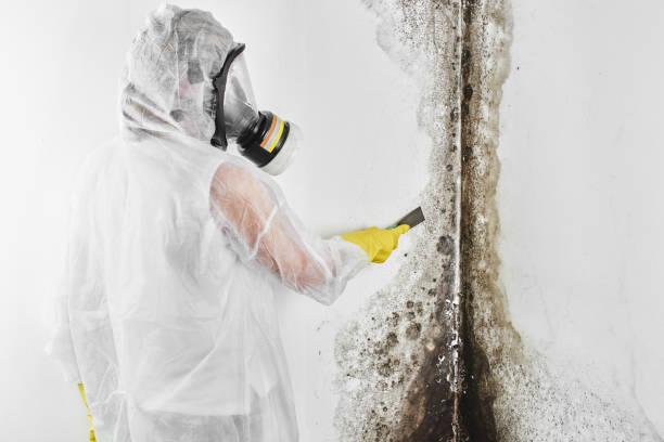 Best Bathroom Mold Remediation in Desert Aire, WA