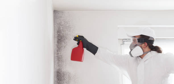 Best Black Mold Remediation in Desert Aire, WA