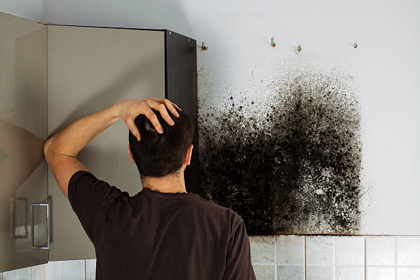 Best Attic Mold Remediation in Desert Aire, WA