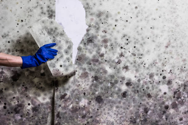 Best Post-Remediation Services in Desert Aire, WA