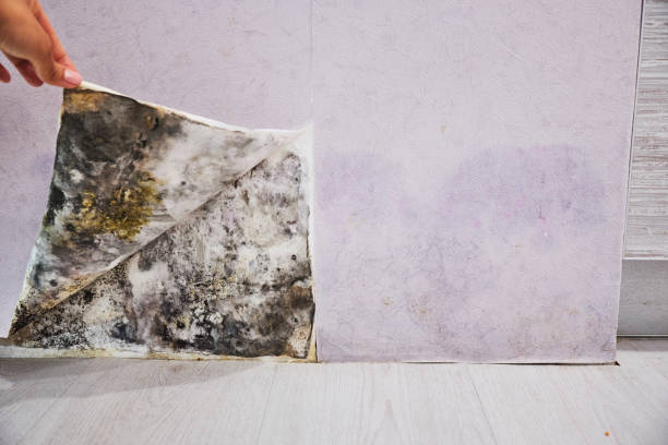 Best Residential Mold Remediation in Desert Aire, WA